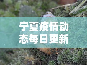 开挂辅助工具“广东麻将诀窍”原来有神器下载